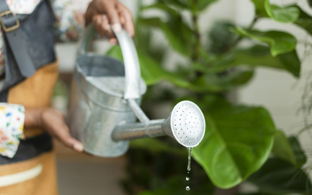 Gardening Tips to Help Feed Your Family & Community